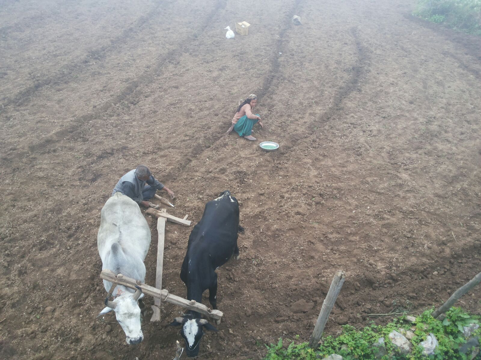 Diversified agriculture